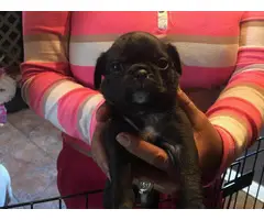 5 Black pug puppies for sale - 3