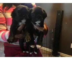 5 Black pug puppies for sale - 4