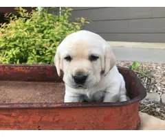 AKC Yellow Lab Puppies for Sale - 2
