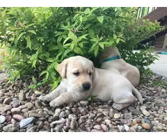 AKC Yellow Lab Puppies for Sale - 3
