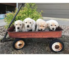 AKC Yellow Lab Puppies for Sale - 4