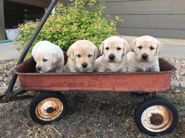 AKC Yellow Lab Puppies for Sale Wichita Puppies for Sale