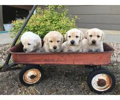 AKC Yellow Lab Puppies for Sale - 5