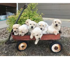 AKC Yellow Lab Puppies for Sale - 6