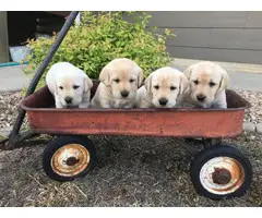 AKC Yellow Lab Puppies for Sale - 7