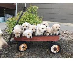 AKC Yellow Lab Puppies for Sale - 8