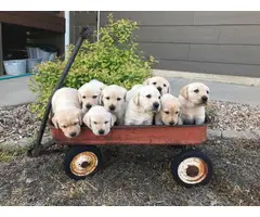 AKC Yellow Lab Puppies for Sale - 9