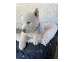 Pretty Siberian Husky Puppies with Blue eyes - 3