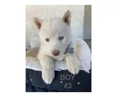 Pretty Siberian Husky Puppies with Blue eyes - 4