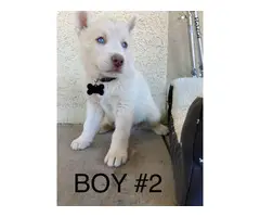 Pretty Siberian Husky Puppies with Blue eyes - 6