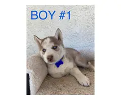 Pretty Siberian Husky Puppies with Blue eyes - 9