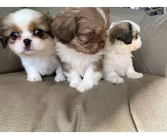 2 male and 1 female Purebred Pekingese puppies