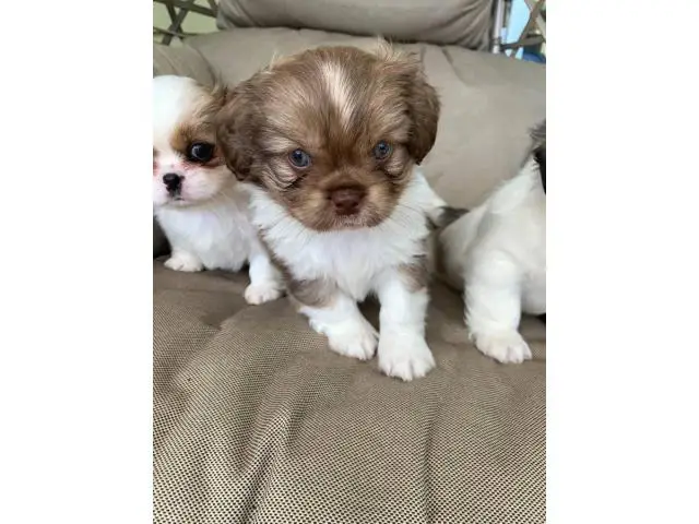 2 male and 1 female Purebred Pekingese puppies - 2/8