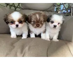2 male and 1 female Purebred Pekingese puppies - 7