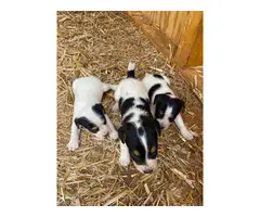Purebred Jack Russell puppies - 2
