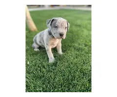 3 Merle blue nose pit puppies for sale - 5
