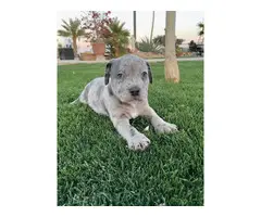 3 Merle blue nose pit puppies for sale - 6