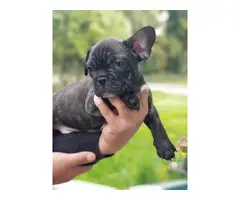 3 French Bulldog puppies for sale - 2