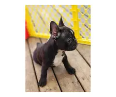 3 French Bulldog puppies for sale - 3