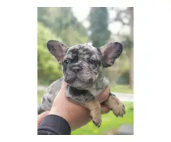 3 French Bulldog puppies for sale - 8