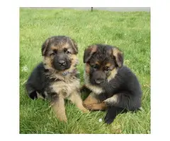 4 Purebred German Shepherd puppies - 4