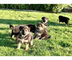 4 Purebred German Shepherd puppies - 5