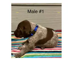 Liver and roan German Shorthaired Pointer Puppies - 1