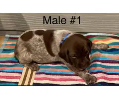 Liver and roan German Shorthaired Pointer Puppies - 2