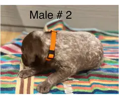 Liver and roan German Shorthaired Pointer Puppies - 3