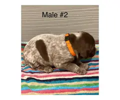 Liver and roan German Shorthaired Pointer Puppies - 4