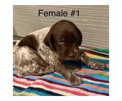 Liver and roan German Shorthaired Pointer Puppies - 5