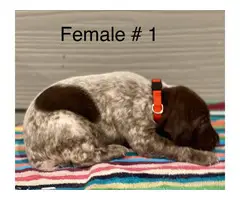 Liver and roan German Shorthaired Pointer Puppies - 6