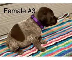 Liver and roan German Shorthaired Pointer Puppies - 9