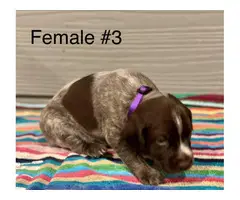 Liver and roan German Shorthaired Pointer Puppies - 10