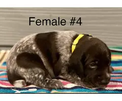 Liver and roan German Shorthaired Pointer Puppies - 11