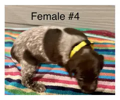 Liver and roan German Shorthaired Pointer Puppies - 12