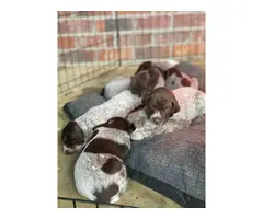 Liver and roan German Shorthaired Pointer Puppies - 13