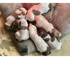 Liver and roan German Shorthaired Pointer Puppies - 14