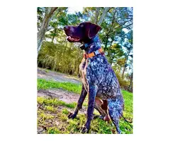 Liver and roan German Shorthaired Pointer Puppies - 16