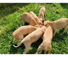 American Pit Bull Terriers for Sale