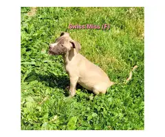 American Pit Bull Terriers for Sale - 3