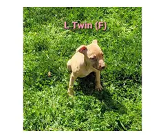 American Pit Bull Terriers for Sale - 5