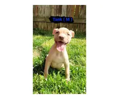 American Pit Bull Terriers for Sale - 7