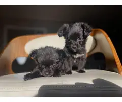 2 Maltese Pomeranian puppies for sale - 2