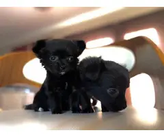 2 Maltese Pomeranian puppies for sale - 3