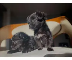 2 Maltese Pomeranian puppies for sale - 4