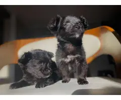 2 Maltese Pomeranian puppies for sale - 5