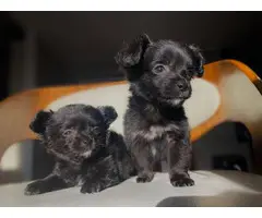 2 Maltese Pomeranian puppies for sale - 6