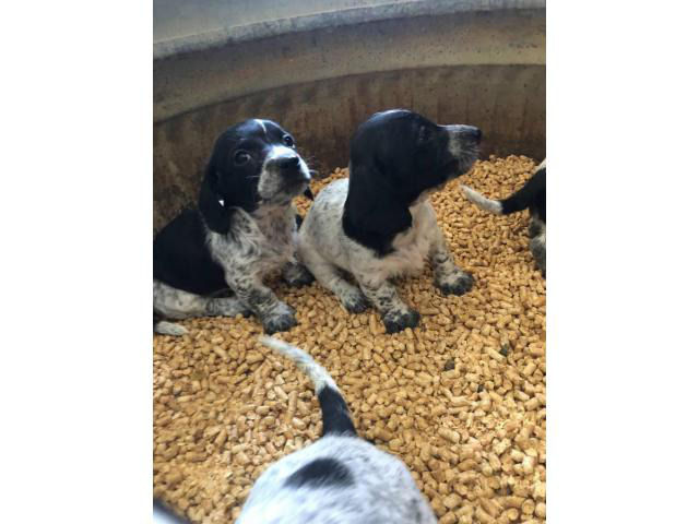 2 piebald dachshund puppies for sale in Saint Joseph