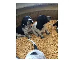 2 piebald dachshund puppies for sale